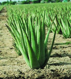Aloe (aloiul, saburul) (Aloe vulgaris)