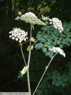 Anghelica (bucinişul) (Angelica silvestris)