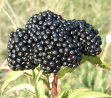 Boziul (Sambucus ebulus)