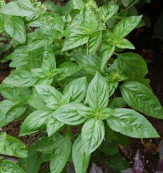 Busuiocul (Herba basilici)
