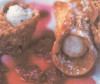 Cannoli Siciliani