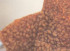 Caramel cu susan a la Jamie Oliver