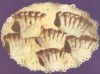 Creasta de cocos