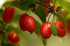 Dulceata de coarne