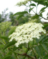 Socul (Sambucus nigra)
