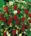 Fragii (Fragaria vesca) 