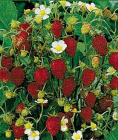 Fragii (Fragaria vesca) 