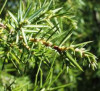 lenupărul (Juniperus communis)