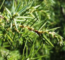 lenupărul (Juniperus communis)