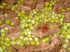 Mazare cu carne de miel