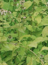 Izma sau menta (Menta piperita et aquatica)