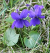 Micşunelele, viorele, tămaioare (viola odorata)