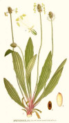 Patlagina (Plantago lanceolata) 