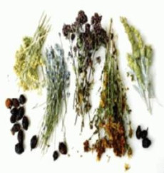 Plantele medicinale - adunarea si conservarea