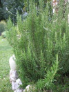 Rosmarinul (Rosmarinus officinalis)