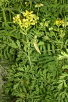 Ruta (virnatiul) (Ruta graveolens)