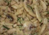 Salata de ciuperci cu arpagic