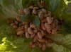 Salata de salata verde, sfecla rosie si fasole boabe