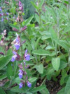 Salvia sau Jaleşul (Salvia officinalis) 