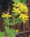 Sunătoarea (pojarniţa, trosco telul) (Hypericum perforatum)