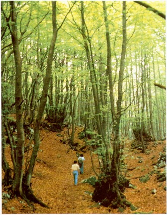 oameni in padure la aer curat