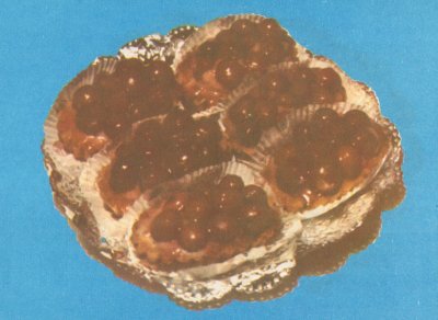 poza tarta struguri cu crema de vanilie