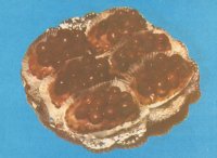 Tarte cu struguri (crema cu ou)
