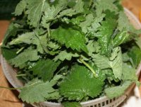 Urzici in aspic